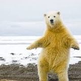 l'ours binaire