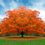 sul ramo dell'albero