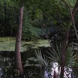 Louisiology 10 - Swamp Forests, part 3