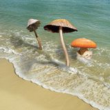 Fungus Beach
