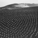 September 70 Presents : Sowing Seeds of Sedition in the Avant Garde (n)