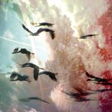 Yoja – Fly