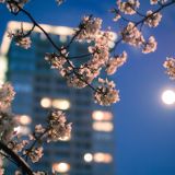 Silent Spring