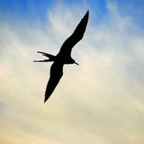 Bird In Your Mind