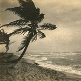 tropical persuasions