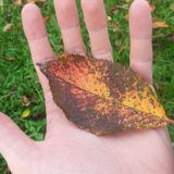 Falling Leaf Electronica 2 (2015)