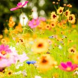 Flowers for Real