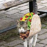MeowMix