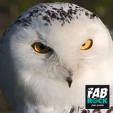 La fabrock | S02E10 | Hedwig's Spitlord | 20141106