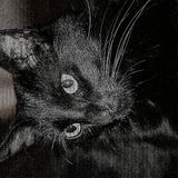 DhARK_2014_opaqueDétendre_2014-03-30_3h21m22.mp3