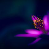 Ms Skyrym Sounds (17 11 2018)