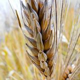Biodiversité cultivée