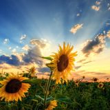 Soul Trance Episode 77 (Mixed and Edited by Marcos Sánchez Vázquez)