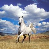 Bronco Horseplay Set - April 2012