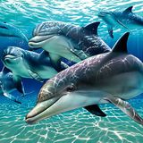 Music For Dolphins