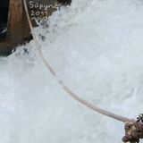 noid - set for supynes 2011
