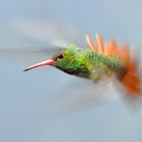 Colibri Dance