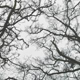 56 The Circle - Grasscut