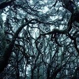March 2014 Mix: The Dark Psy of the Trees