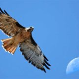 Principles of Flight mix