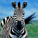 TRAVISWILD's Animal Kingdom Radio 048 - Zebra
