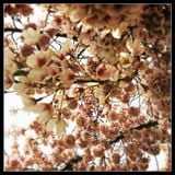 Playground Radio Show 21.10.2012 (Autumn Cherry Blossom)