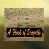Best of A Flock of Seagulls