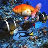 Hot Fish