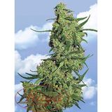 mango kush - ian pacheco summer mix