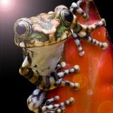 Random Vibes From The iRieFicus #7