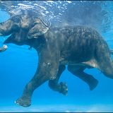 April swimmers