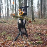 first German HipHopmix by DonDiggitus