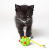 Die Kitten Tape 24
