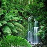 Rainforest Natural Sounds
