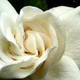 Gardenias