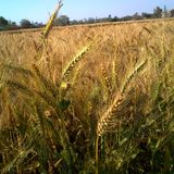 " fields of gold " mix olivier 18février2016