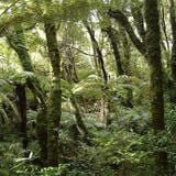 Ambient Jungle