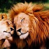 * in JUNGLOVE *