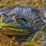 Wetland Stewards Barb Beasley and Tanya Dowdall talk Bullfrogs on Long Beach Radio - June 14, 2012