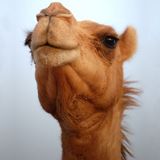 Martine Get On My Camel mix