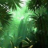 In the Jungle