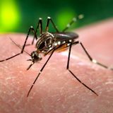 Dispositivo contra el dengue - Gustavo Carrizo