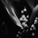 Summer Bells