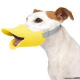 Boom Boom Dog