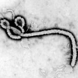 Ebola Survivors running in the Desert searching for food