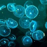 Submersible Frequencies