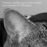 Caresse auditive pour chat humain
