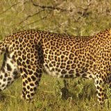 Leopard