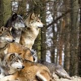Brother Albert & LeMeK - The Wolf Pack ( mix for Bassrequest 27.sep.2014 )