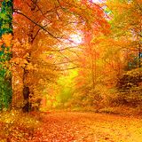 Autumn Haze